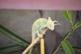 /album/fotogalerie/chameleon-jpg/
