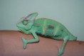 /album/fotogalerie/chameleonka-jpg/