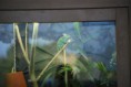 /album/fotogalerie/chameleon1-jpg/